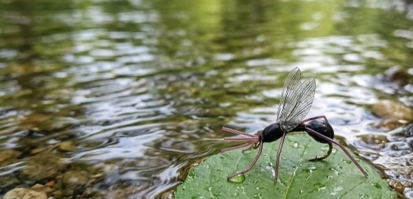 Handgebundene Fliege auf nassen Steinen am Bach